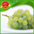 Fresh white / green globe grapes para la venta